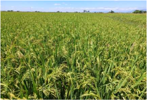 Christina Kussa's rice yield following Virtual Agronomist recommendations.