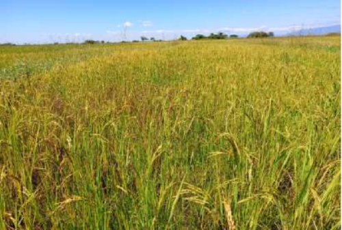 Christina Kussa's rice yield without using Virtual Agronomist.