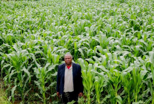 Mr Victor Nchimunya in his maize field when the crop was at vegetative growth.