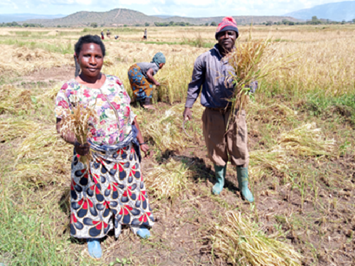 Tuntufye Mwambagi demonstrating her increase in yield.
