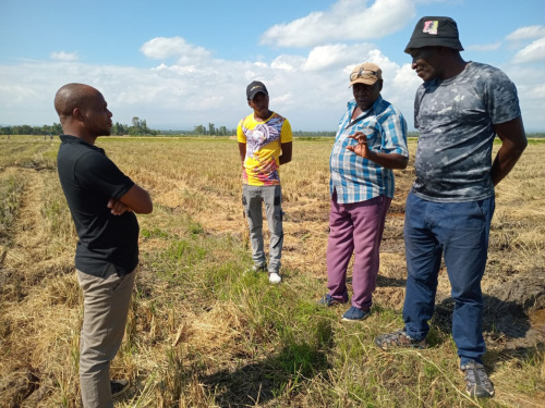 Mwea rice farmer Anthony discussing his results with iSDA's Paul Chunga and Patrick Wanyaka.