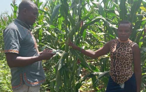 Lead maize farmer Mr. Wamuma Anthony with a female farmer in Bulambuli, Eastern Uganda.