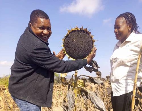 Sam Chutto demonstrating the size of improved sunflower heads with Virtual Agronomist.