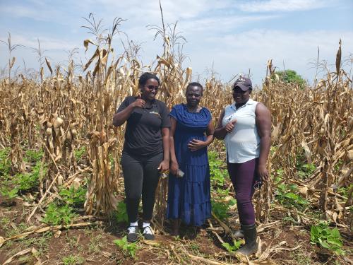 Photo of Ugandan maize farmer Haisa Grace with our Ugandan team leader, Monalisa Mutesi and lead farmer, Namakanda Sharon.