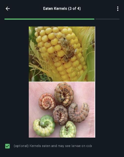 Screenshot of Whatsapp chat with Virtual Agronomist showing an example diagnosis from the image-based pest and disease feature.