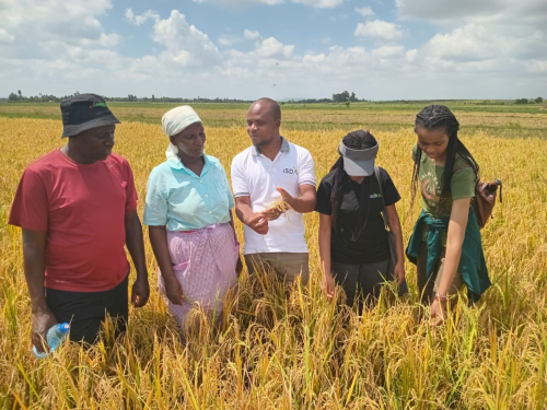 iSDA's Paul Chunga, Tume Elema, Abi Wairimu and Patrick Wanyaka reviewing rice crops with non-Virtual Agronomist farmer Lucy.