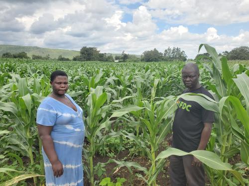 Ugandan Maize farmer Mrs. Nambozo Fat in her field with lead farmer Mr. Shangi George .