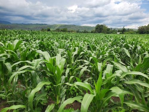 The maize field of Mrs. Nambozo Fat where Virtual Agronomist recommendations were applied, rich in colour, population and growth.