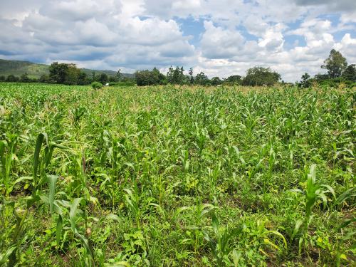 The neighbouring field of Mrs. Nambozo Fat, where only farmer practice was used without Virtual Agronomist, lacking colour, growth and has an excess of weeds.