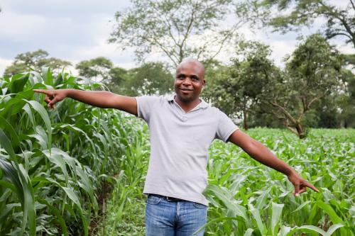 Paul Chunga, iSDA field agronomist demonstrating the difference in growth between two plots: one where Virtual Agronomist was implemented and the other where a farmer used his own practice.