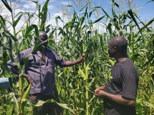 Ugandan Maize farmer Mr. Wandwaki Sadick in his field with lead farmer Mr. Shangi George using Virtual Agronomist on his phone