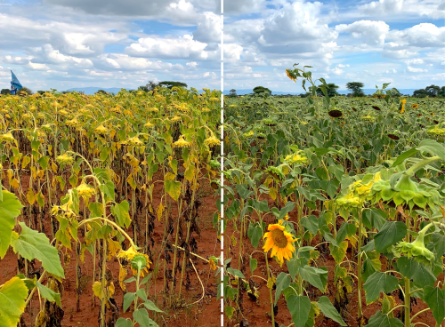 Photo to show crop health comparisons between farmers own practice (left) and Virtual Agronomist advisory (right)