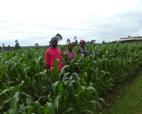 Kenyan farmer Mr. Vincent Barasa in his maize field demonstrating his results after applying the Virtual Agronomist recommendations.