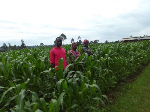 Kenyan farmer Mr. Vincent Barasa in his maize field demonstrating his results after applying the Virtual Agronomist recommendations