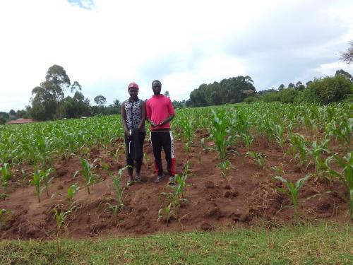 The neighbouring field of Mr. Vincent Barasa, where only farmer practice was used without Virtual Agronomist